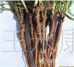 最新供应+野生柴胡