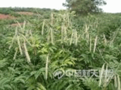 千斤拔