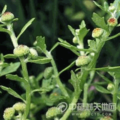 鹅不食草