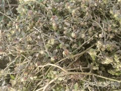 鹅不食草