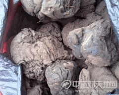 求购紫马勃
