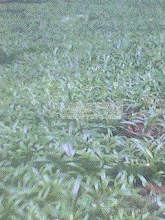 水灵芝_水灵芝图片_水灵芝价格