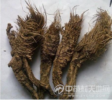 前胡_前胡供应_根茎类-商机频道-中药材天地网