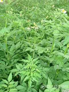 模拟酸雨对外来入侵植物三叶鬼针草生长及化感作用的影响