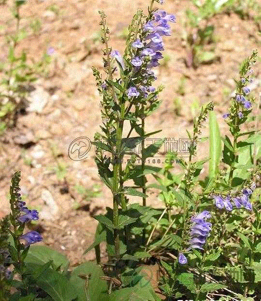 半枝莲-药材信息中心-中药材天地网-中国中药协