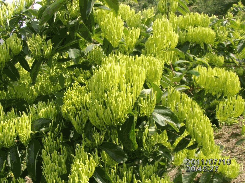 安国市小波药材站 隆回县新联金银花种植专业合作社
