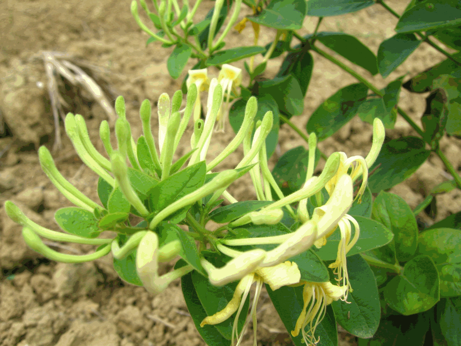 [种植药材需要什么手续] 种植药材需要什么手续