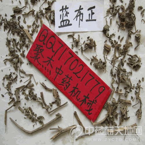 蓝布正/五气朝阳草