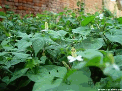 鱼腥草的图片啥样子 6193s.gif