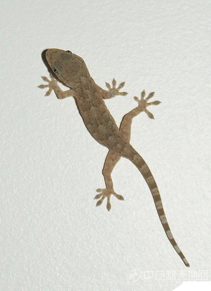 天龙- 产品供应 - 动物类 - 商机频道 - 中药材天地网