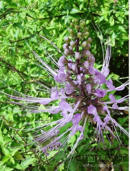 猫须草